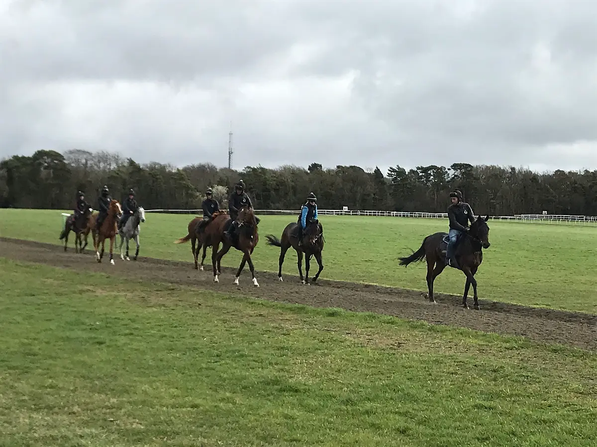 Racehorses training on Warren Hill in Newmarket, England