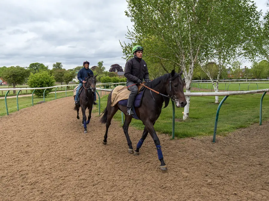 Racehorses exercising on The Severals in Newmarket, England