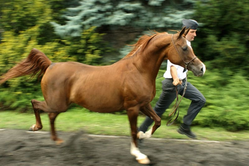 A chestnut purebred Arabian mare trotting in hand, head and tail carried high