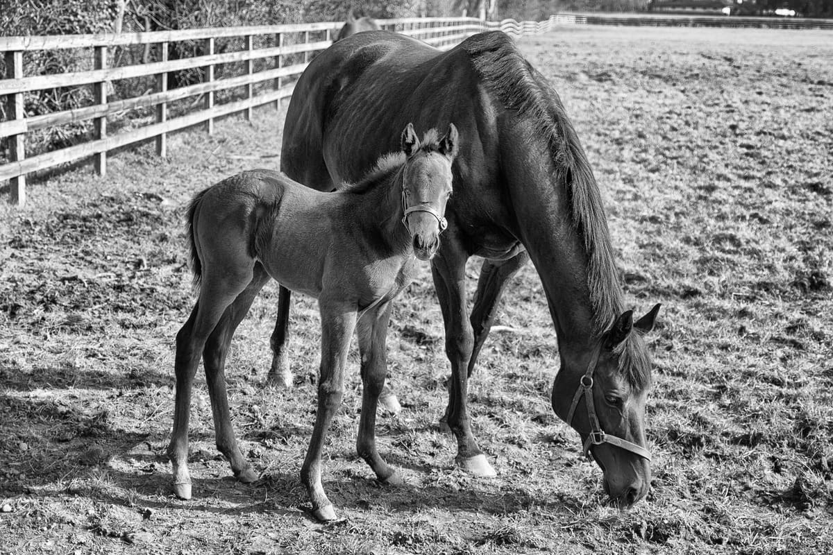 A Thoroughbred mare grazing beside her young foal in a paddock, in black and white
