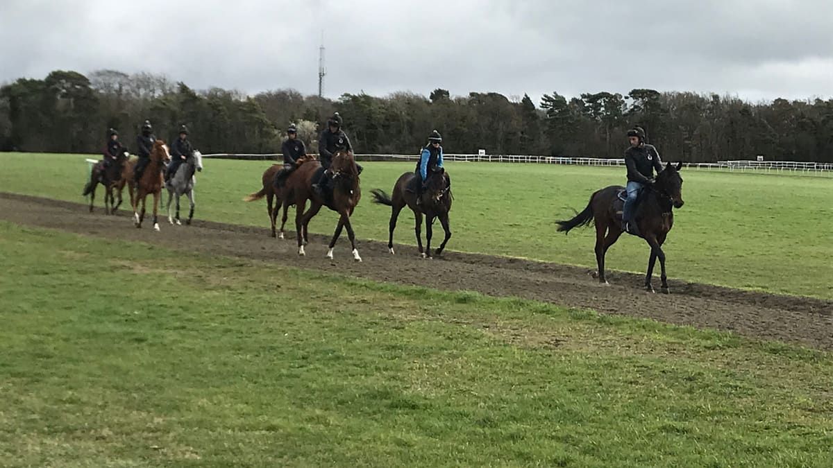 A string of racehorses with work riders training on Warren Hill, Newmarket