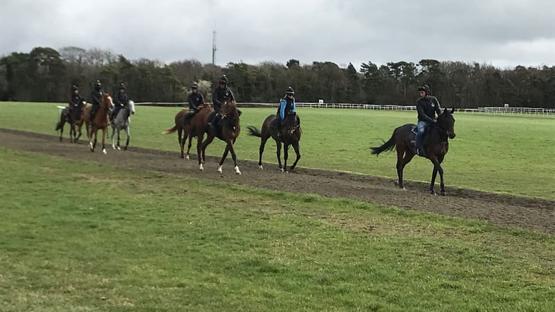 A string of racehorses with work riders training on Warren Hill, Newmarket