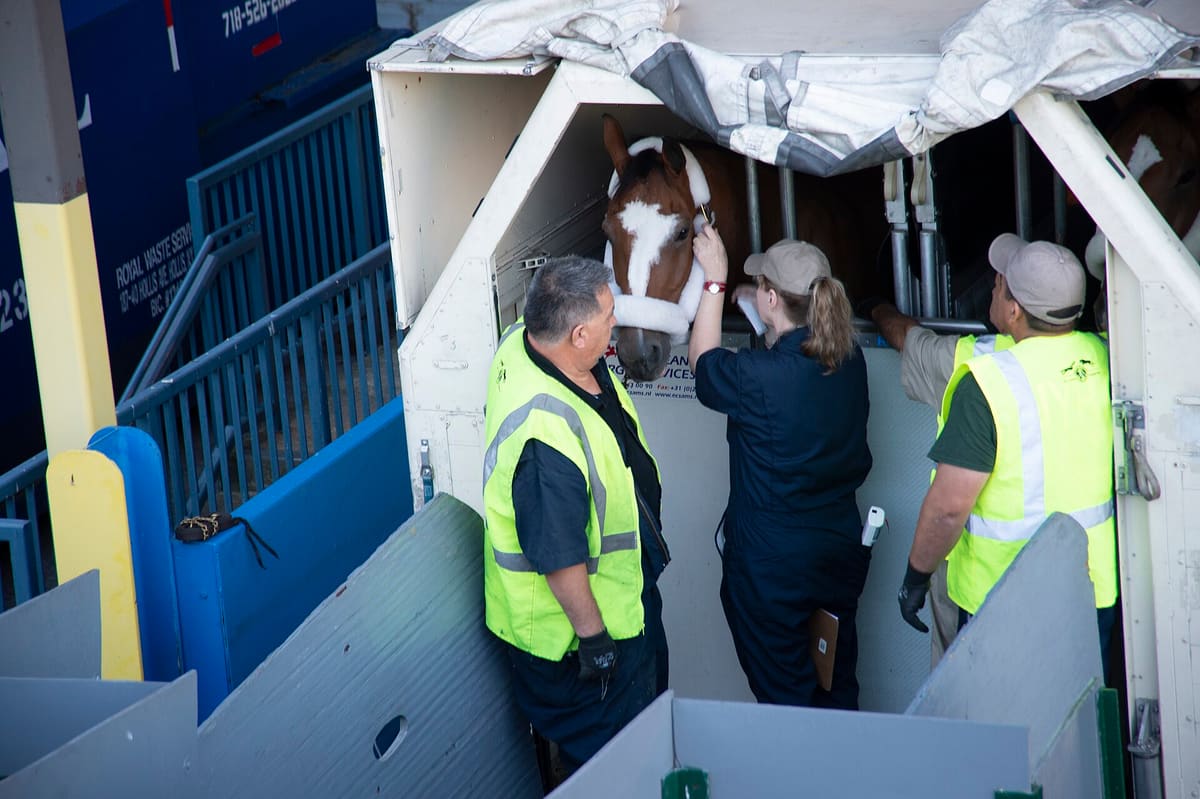 A vet checks a horse after an international flight