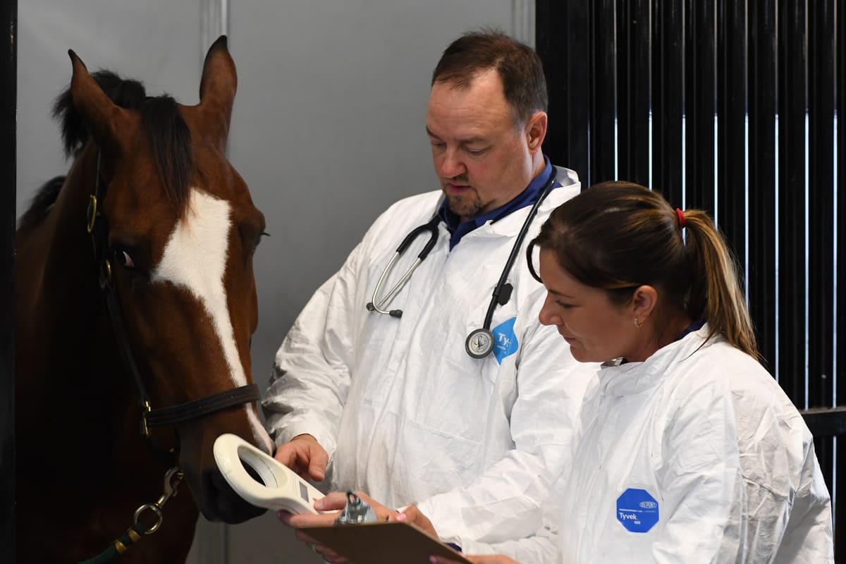Two vets scan a horse's microchip and check its papers