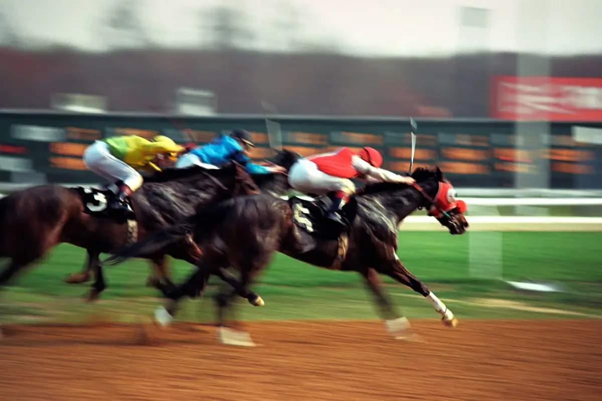 Racehorses at full gallop approaching the finish line