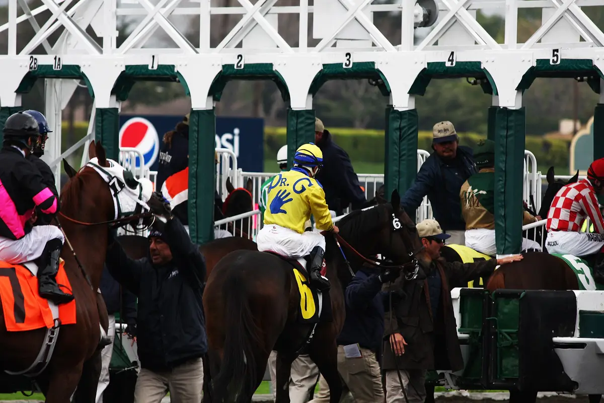 Racehorses and jockeys in the starting gates before a race